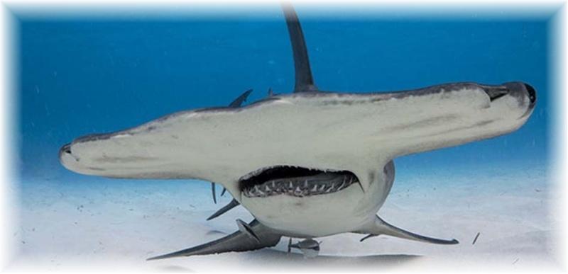 Top 10 Most Dangerous Sharks – "OCEAN TREASURES" Memorial Library