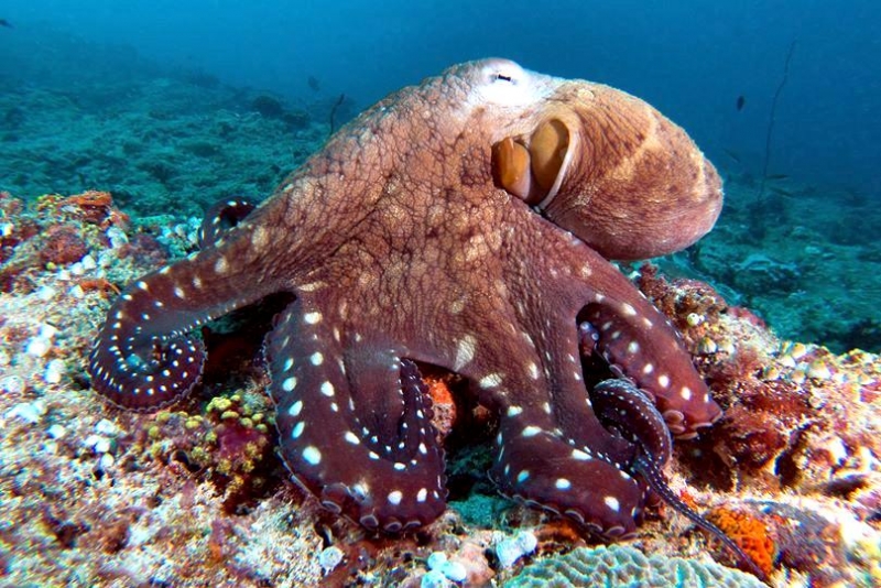 Common Octopus "OCEAN TREASURES" Memorial Library