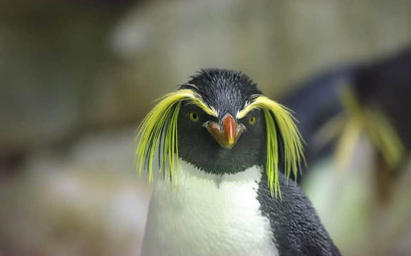 The Unique Yellow Hair Penguin A Fascinating Species