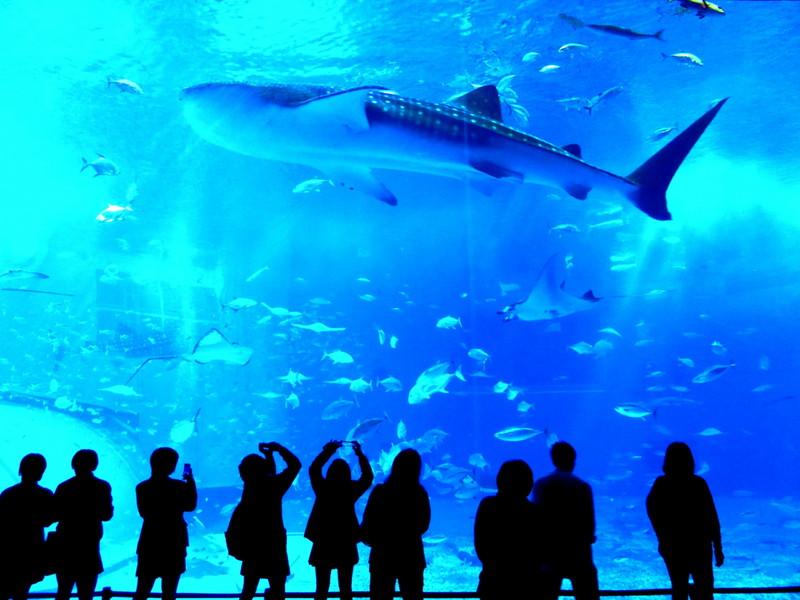 [10000ダウンロード済み√] 水族館 関東 おすすめ 188840関東 水族館 イルカショー おすすめ Mbaheblogjpvj0i