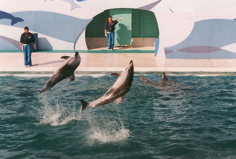 千葉のおすすめ水族館ランキングTop6！大人のデートにも最適なスポットはここ！ おとな、あそび