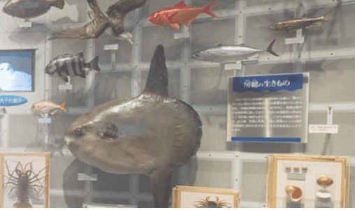 千葉のおすすめ水族館ランキングTop6！大人のデートにも最適なスポットはここ！ おとな、あそび