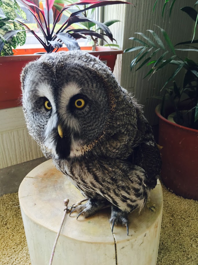 ふくろうカフェ/うわっ、、顔マジじゃん！！顔！顔！モフって戯れよう 三重県に暮らす・旅するWEBマガジン