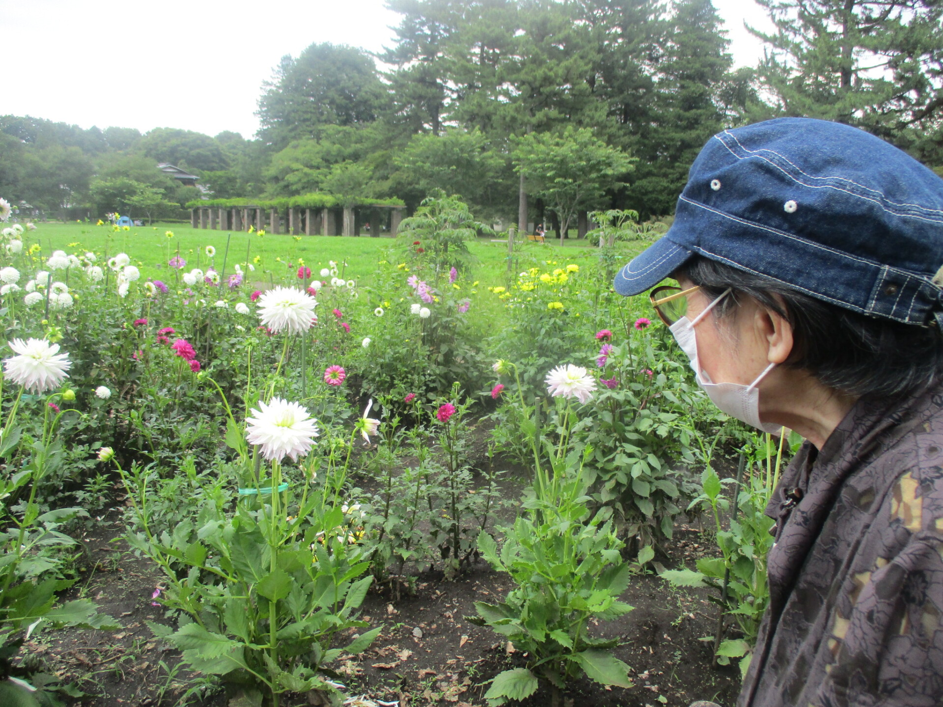 暑い日も 花を見ながら お散歩へ 西東京市・国分寺市・小金井市・福岡市のデイサービス おとなりさん。