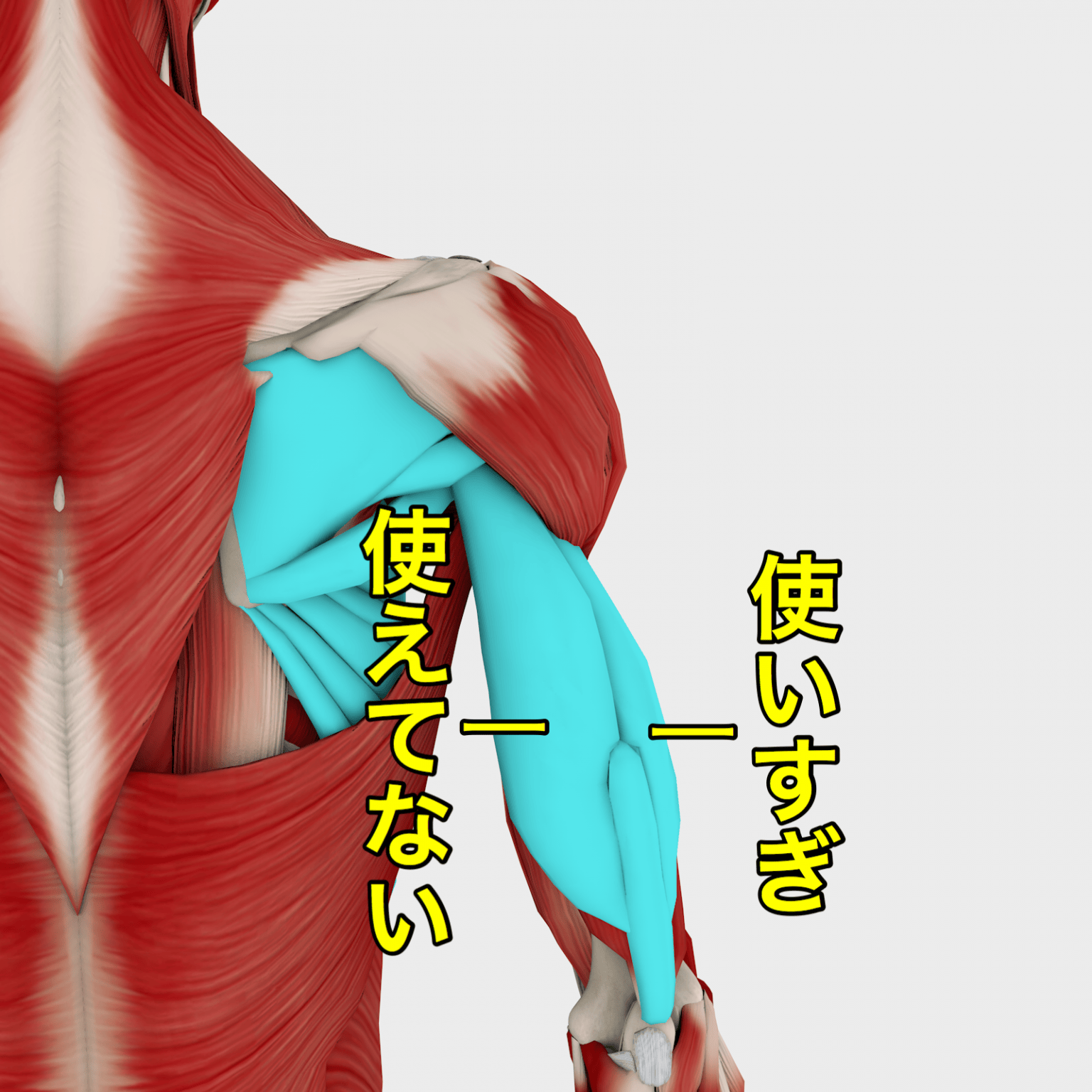 【皮下脂肪はがし】ぶっとい二の腕がスッキリ、肩こりも治る！｜OTONA SALONE[オトナサローネ] 自分