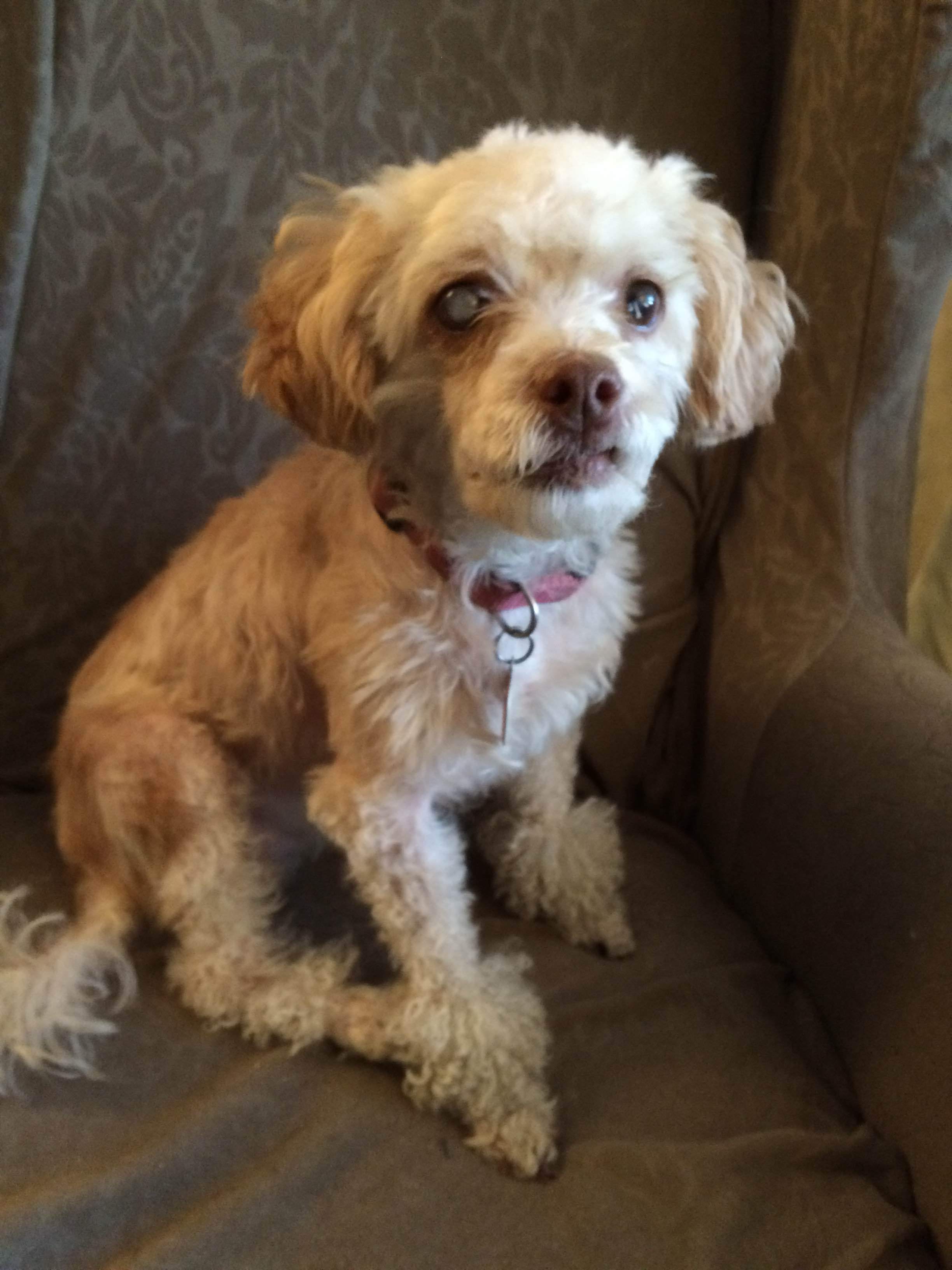 image Ottawa Dog Rescue