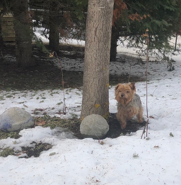 image7 Ottawa Dog Rescue