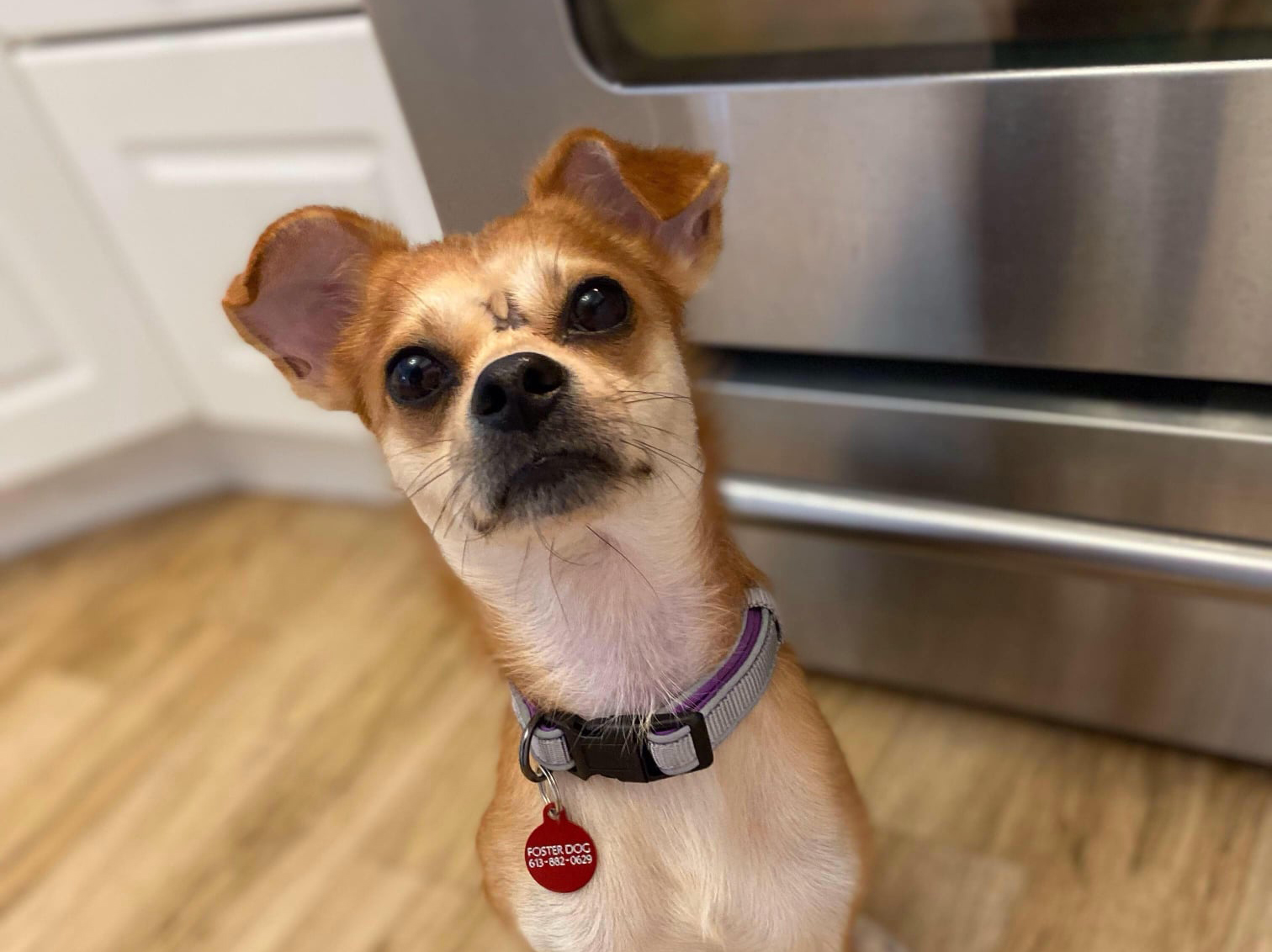 ADOPTED! DURANGO 2 YEAR OLD CHIHUAHUA MIX Ottawa Dog Rescue