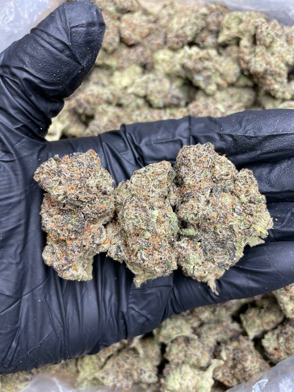 White Truffle Strain Buy White Truffle Strain OT Plug