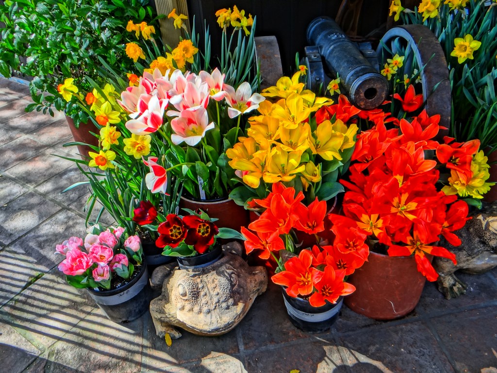 kautz ironstone vineyards Que Sera, Sera... Whatever Will Be, Will Be...