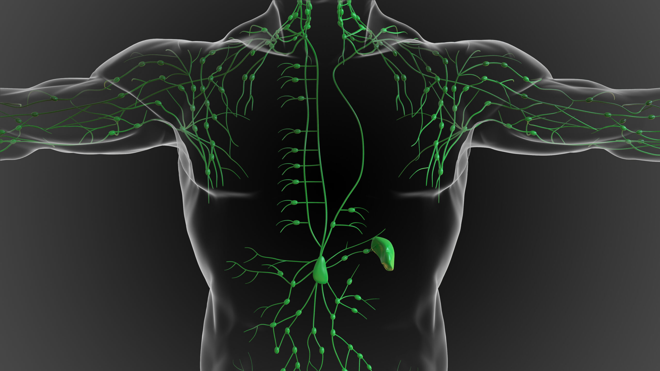 What is Lymphatic Massage? Ashby House Massage Therapy