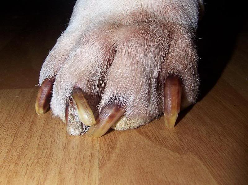 Nail Cutting of Breed Dogs, Small Dogs and Cats The Pet Nannies