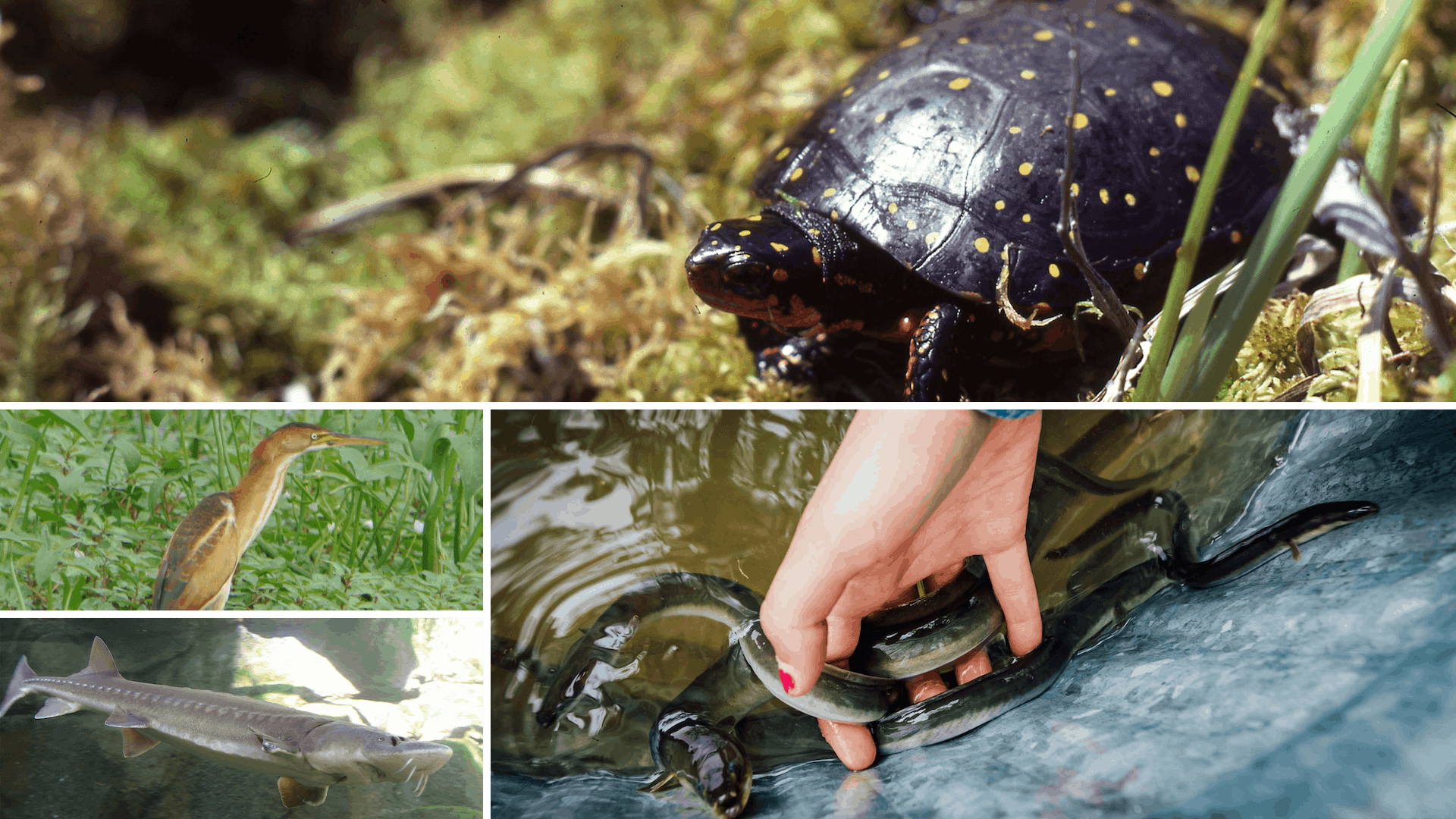 Ontario’s Review of the Endangered Species Act Ottawa Riverkeeper
