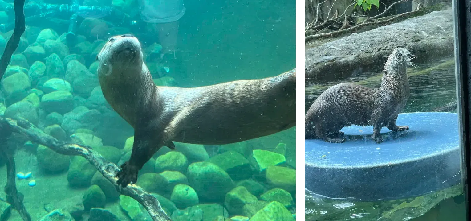 Otterbein Sponsors Toledo Zoo River Otter Exhibit Cam and Provides New