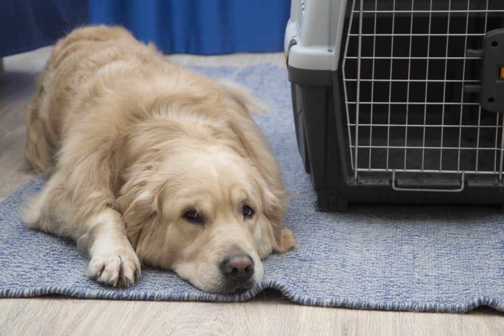 How to crate train a Labrador puppy Otter Tail Kennels