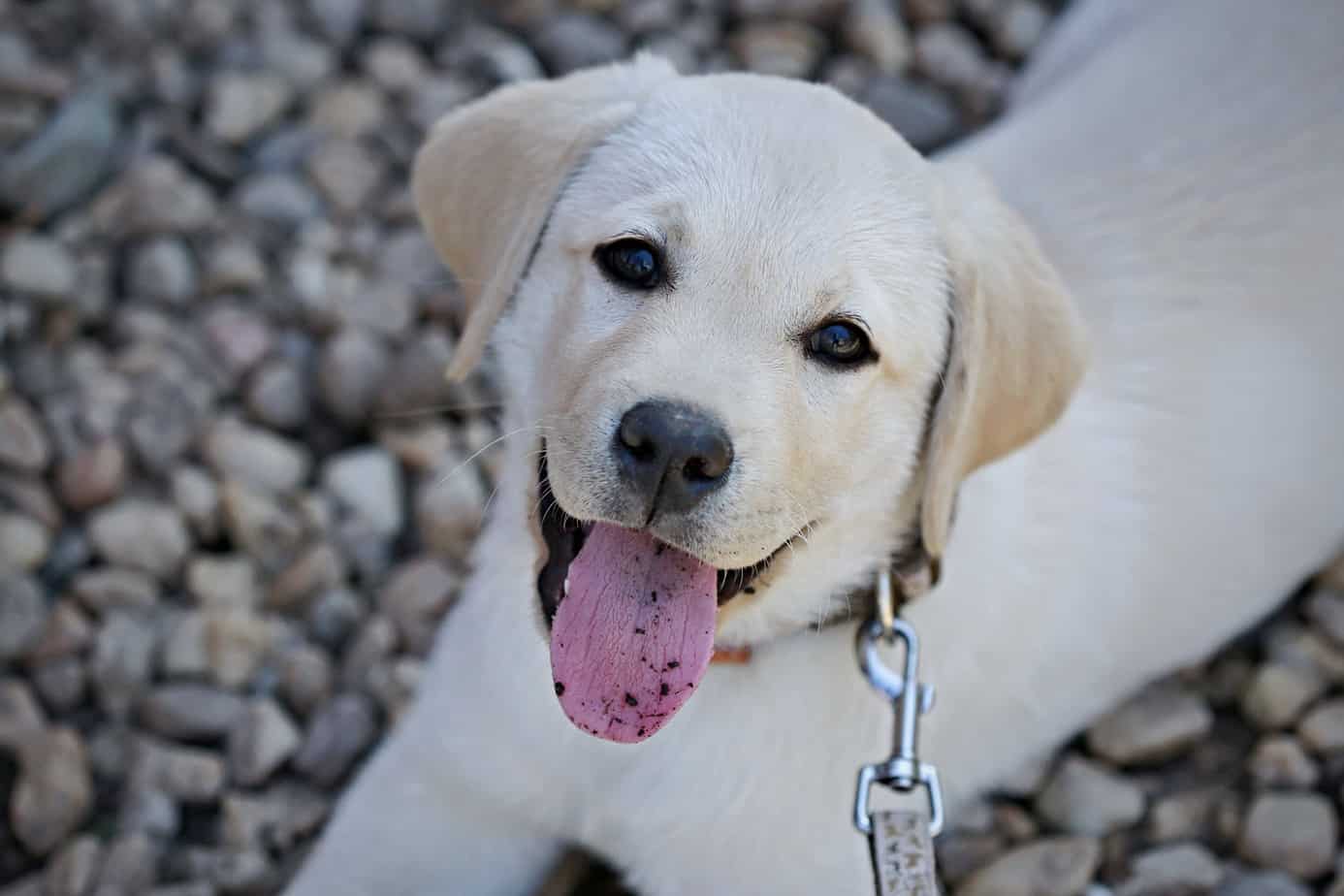 How To Train A Labrador Puppy To Sit
