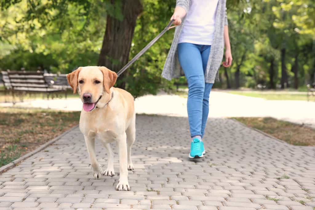 How Do I Stop My Dog From Pulling While Walking