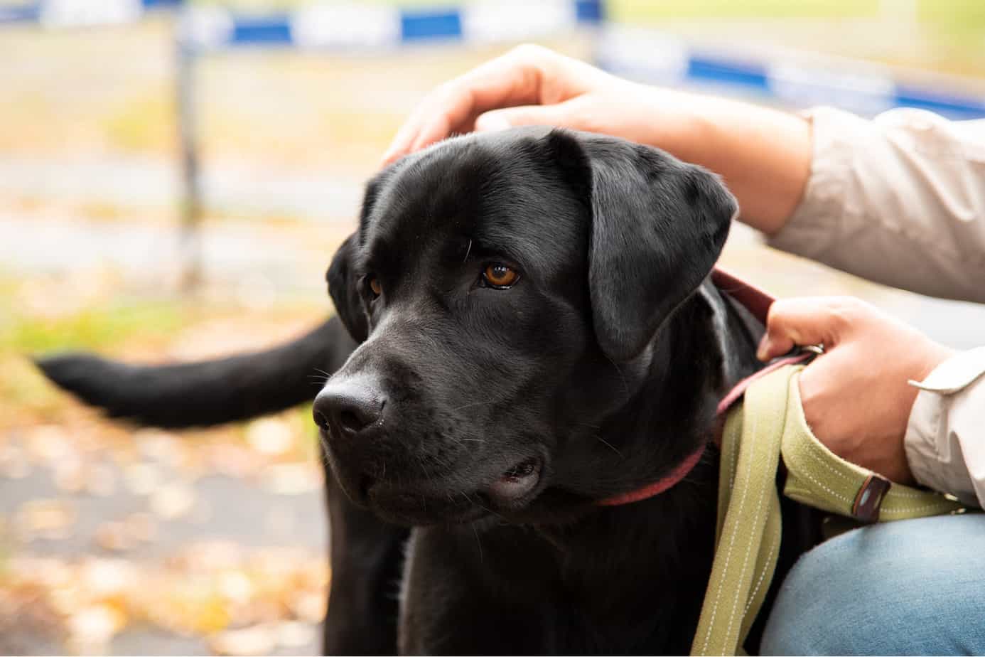 My dog runs away when called Otter Tail Kennels