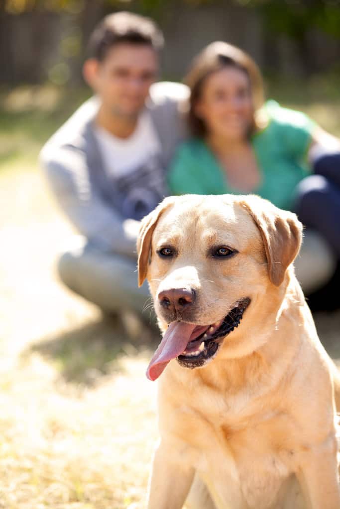 How to stop my Lab from jumping on me Otter Tail Kennels