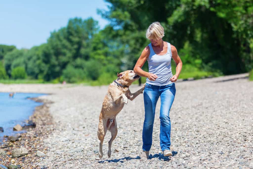 How to stop my Lab from jumping on me Otter Tail Kennels