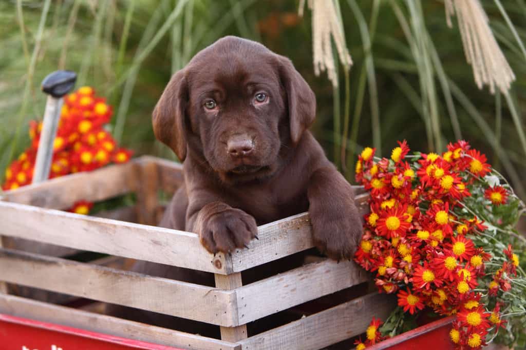 What training for 9weekold Labrador puppy? Otter Tail Kennels