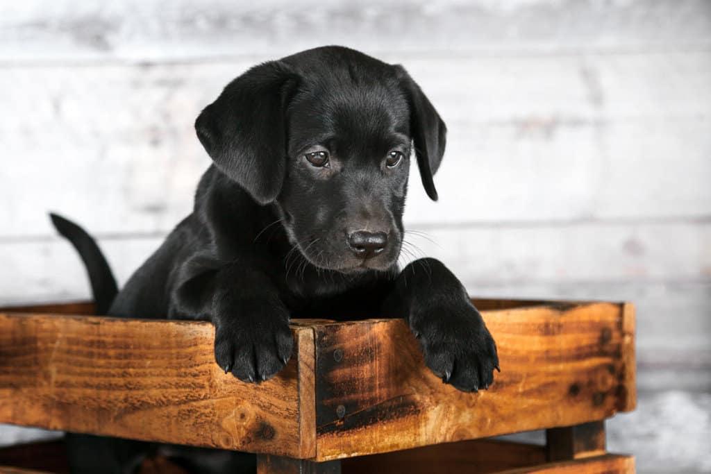 What training for 10weekold Labrador puppy? Otter Tail Kennels