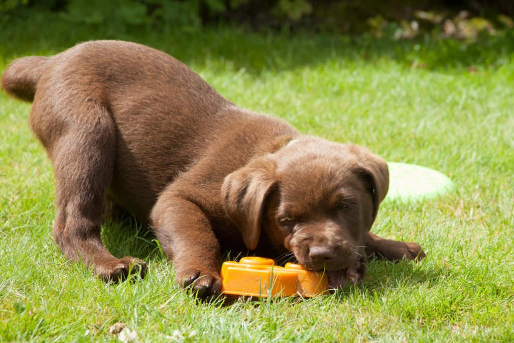 What training for 9weekold Labrador puppy? Otter Tail Kennels