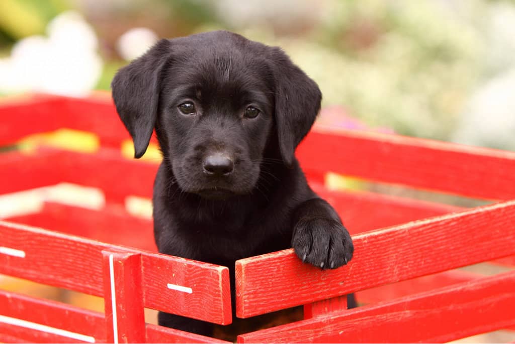 What training for 10weekold Labrador puppy? Otter Tail Kennels