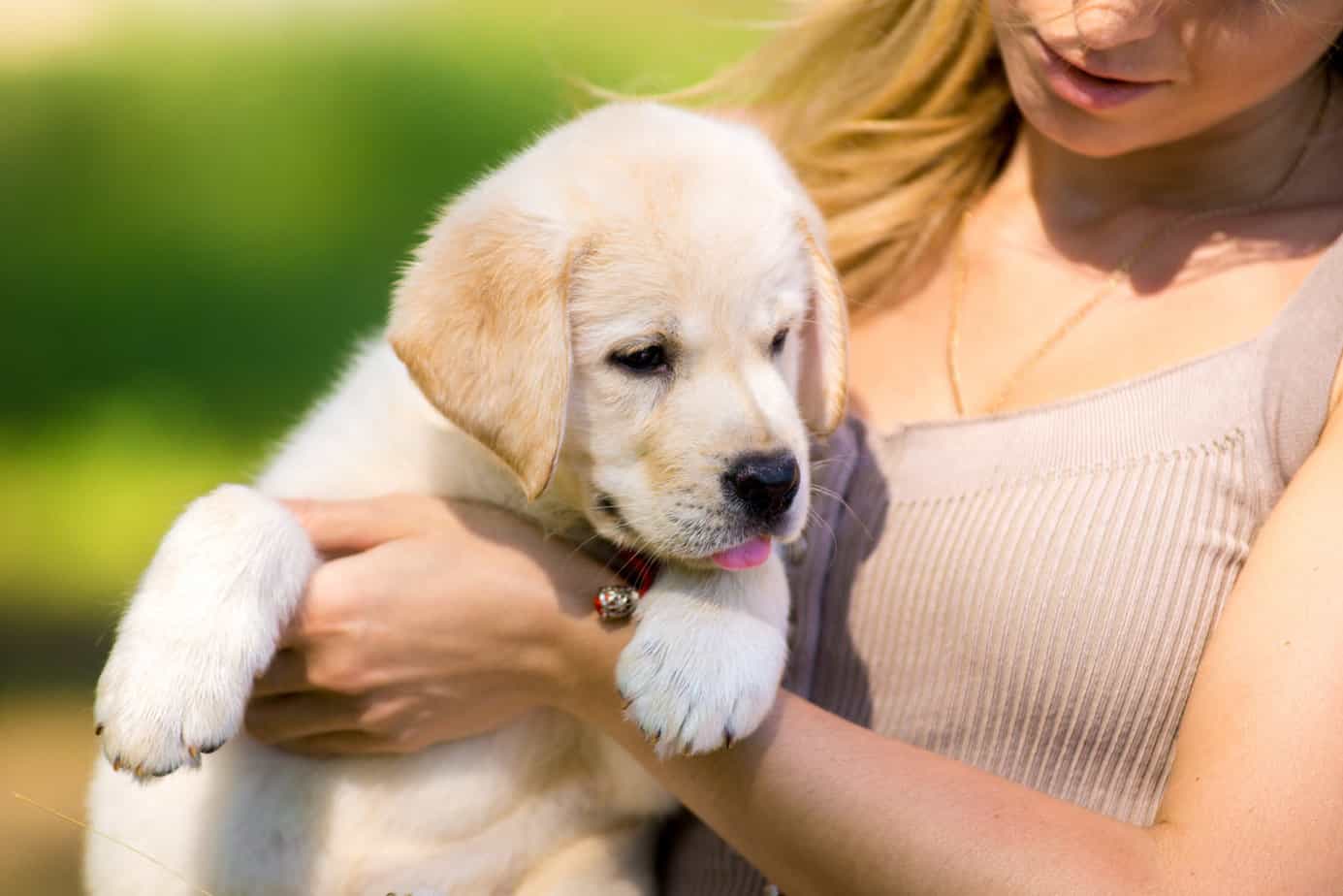 What training for 10weekold Labrador puppy? Otter Tail Kennels