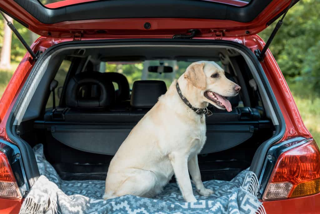 How to get my Lab to jump in my vehicle Otter Tail Kennels