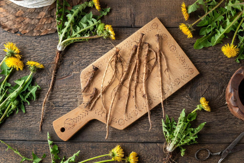 What is Dandelion Root and Why is it Good for You? Unlocking the