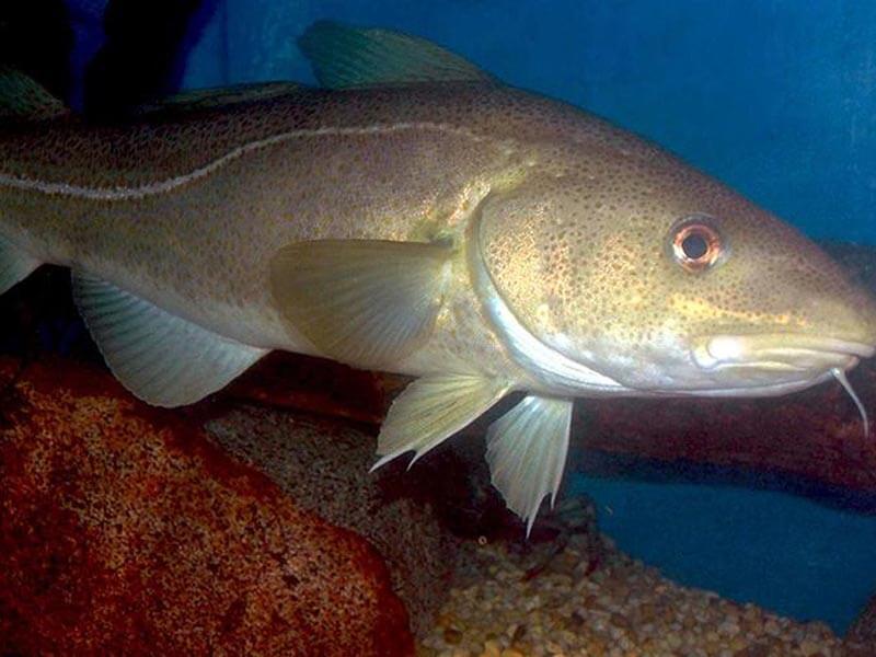 Black Cod vs Cod Which one is better for your health