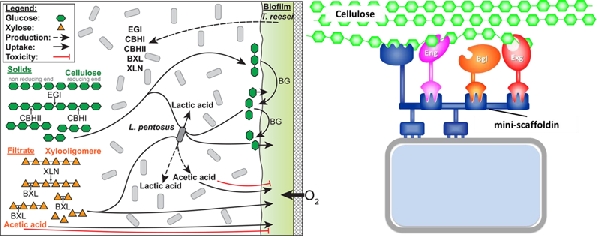Different approaches such as biomass saccharification, coculture with