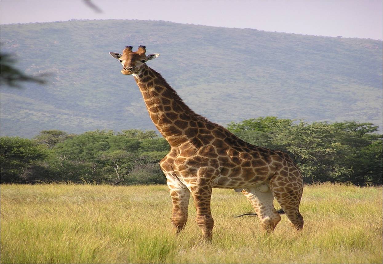 ouranimals / Animals living on land