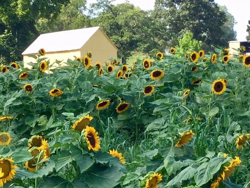 21 Sunflower Fields, Festivals & Mazes in Maryland (2024 Season)
