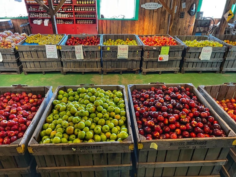 31 Best Places for Apple Picking in Virginia + Orchard Map (2024)