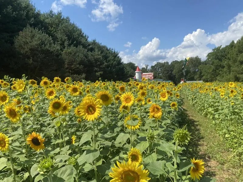 21 Sunflower Fields, Festivals & Mazes in Maryland (2024 Season)