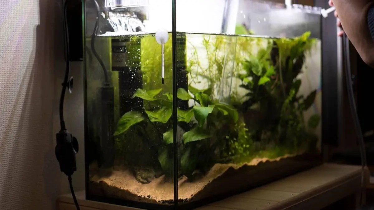 How To Clean Live Aquarium Plants? 3 Most Affordable & Effective