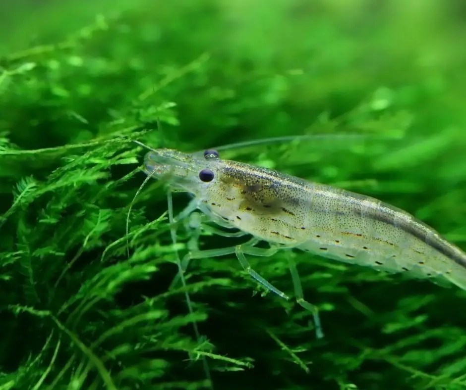 How to Grow Java Moss Fast? Our Aquariums