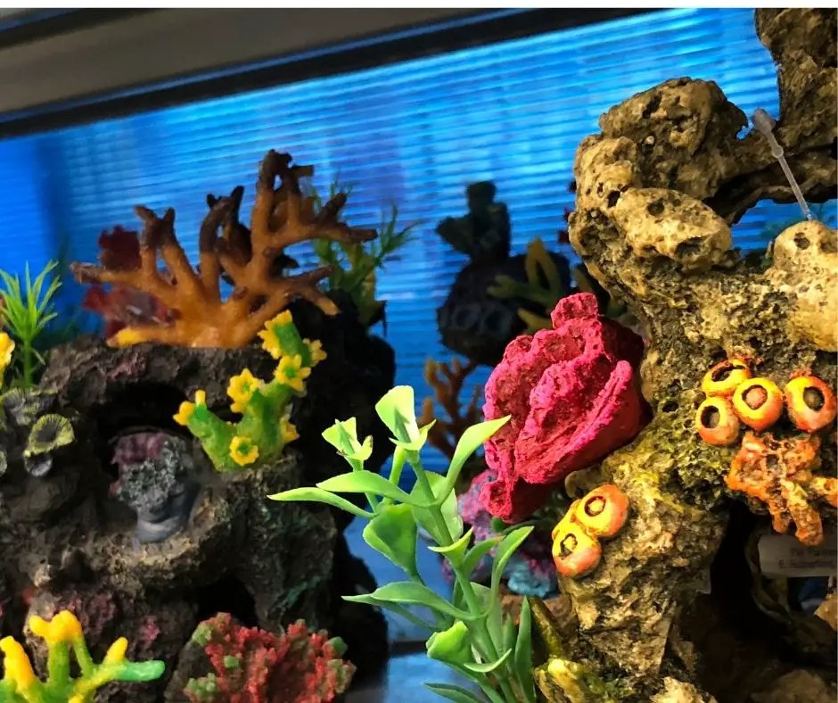 How to Make Aquarium Decorations? Our Aquariums
