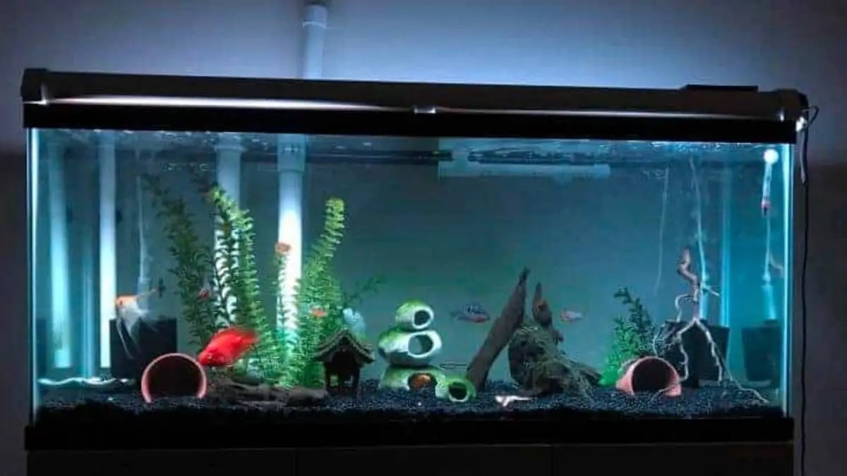 6 Simple & Easy Steps To Create AweInspiring PVC Pipe Aquarium Caves