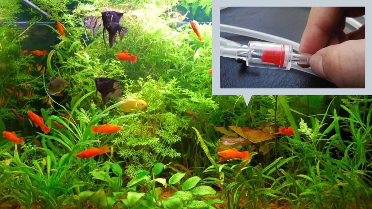 Aquarium Check Valve Direction A Quick & Easy Guide For Easier Handling Our Aquariums