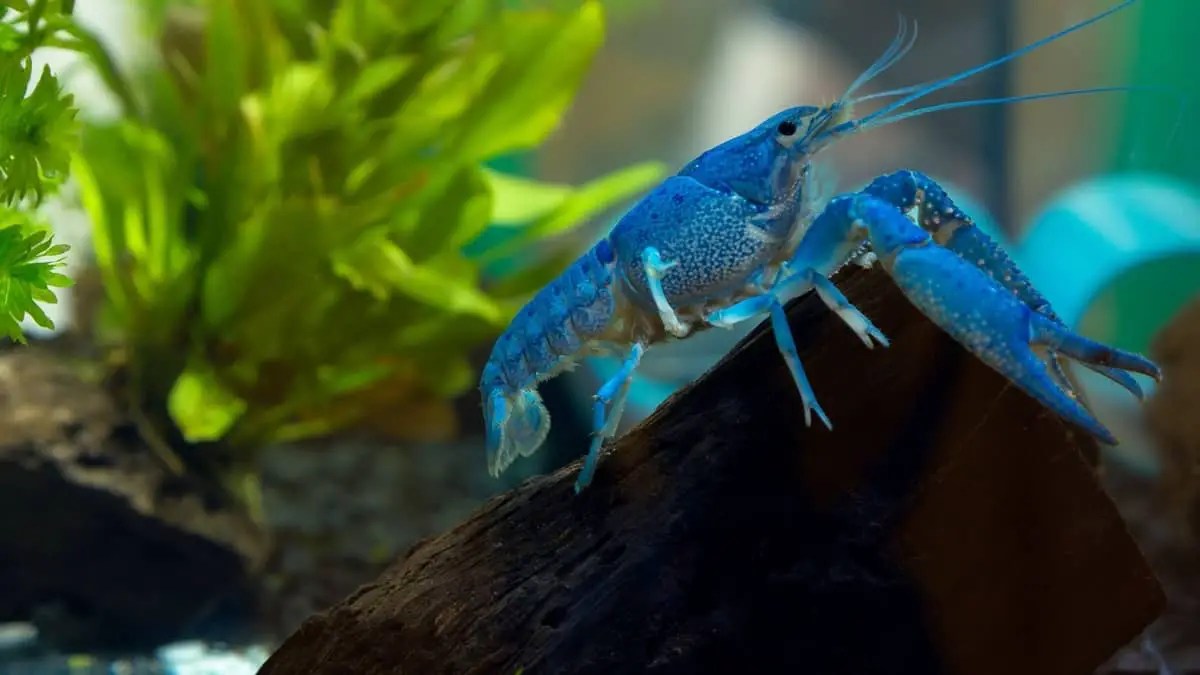Can Crayfish Live With Goldfish? Find Out If These 2 Popular Species