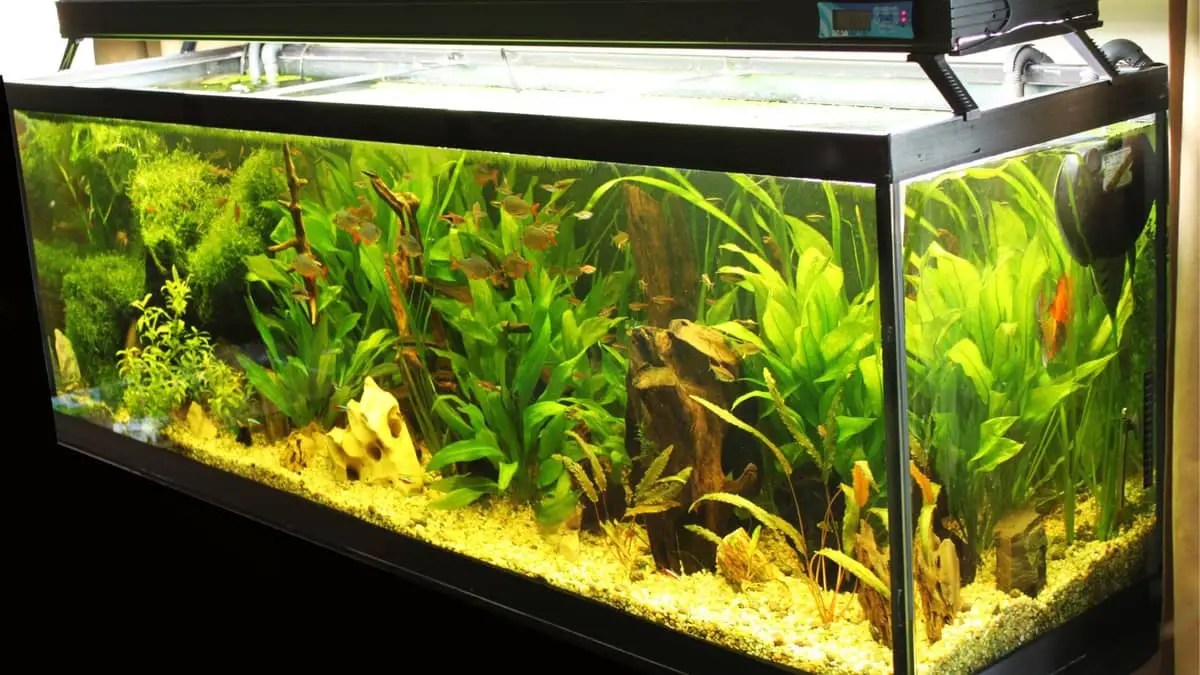 How Do I Know If My Aquarium Heater Is Working? 4 Essential Steps You