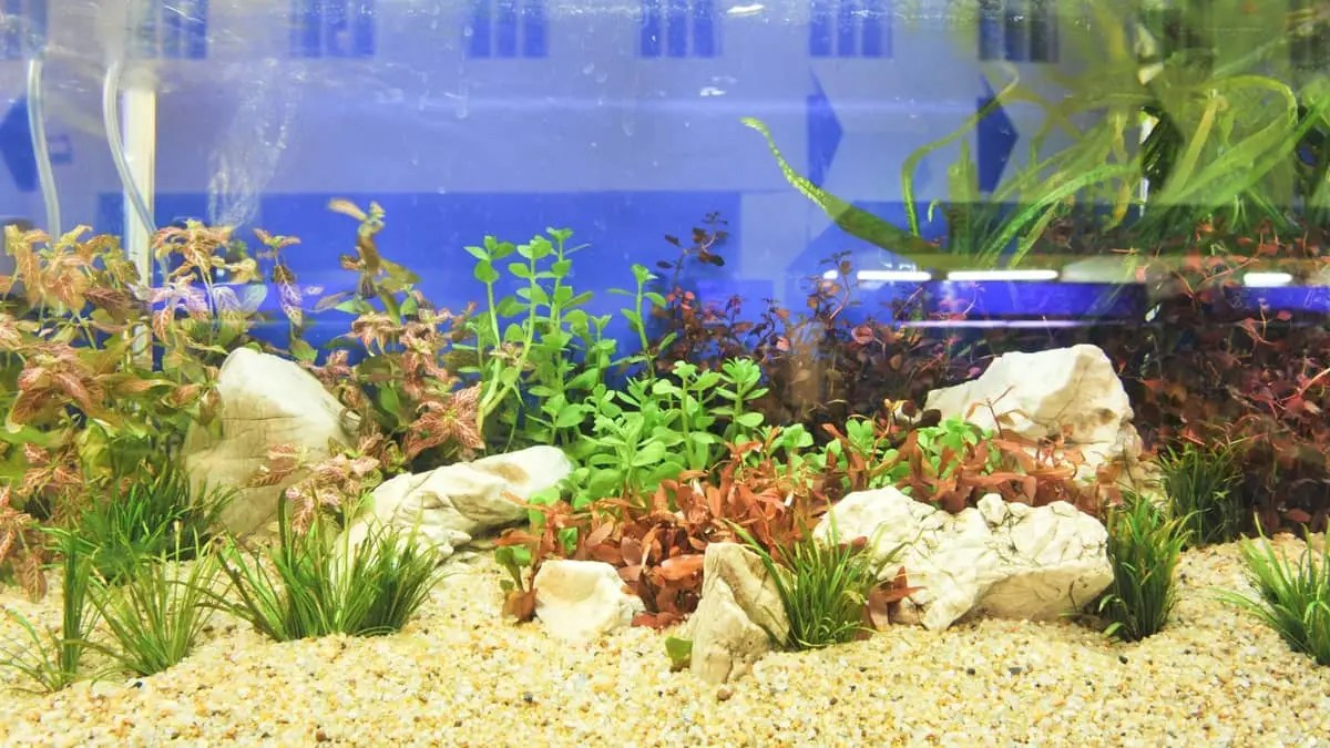 How Much Sand Do I Need For My Aquarium? Essential Things You Need To