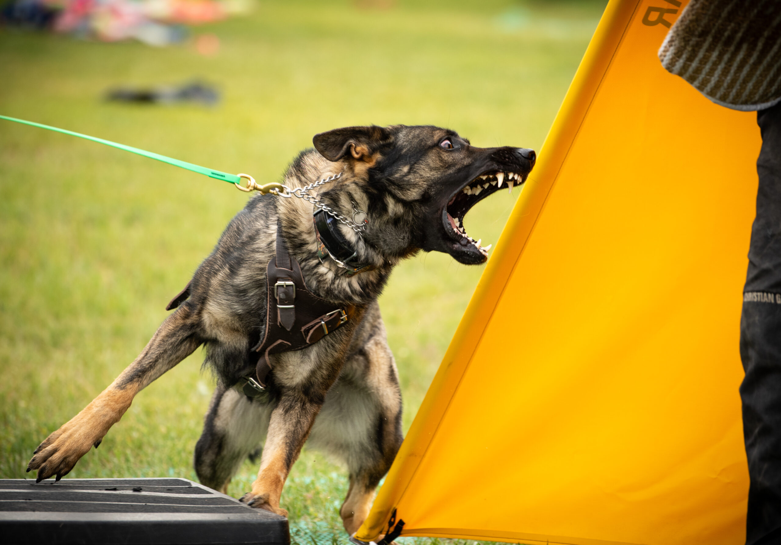 Ouray Working Dog Club A multidisciplinary dog training club