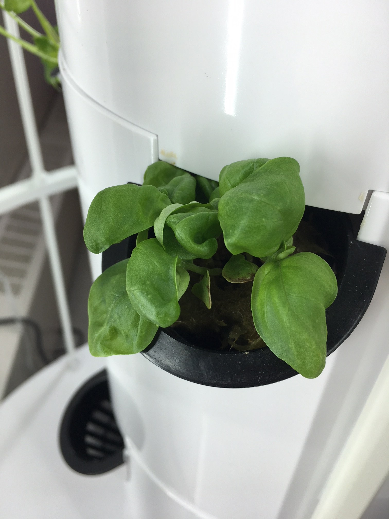 Maidstone Tower Garden Our Canada Project