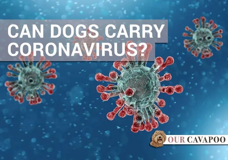 Can Dogs Carry or Catch Coronavirus COVID19? Our Cavapoo