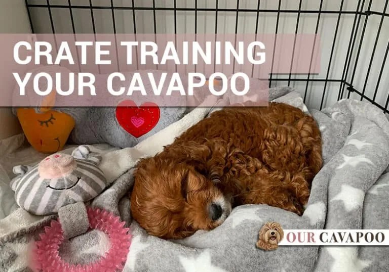 Crate training your Cavapoo Our Cavapoo