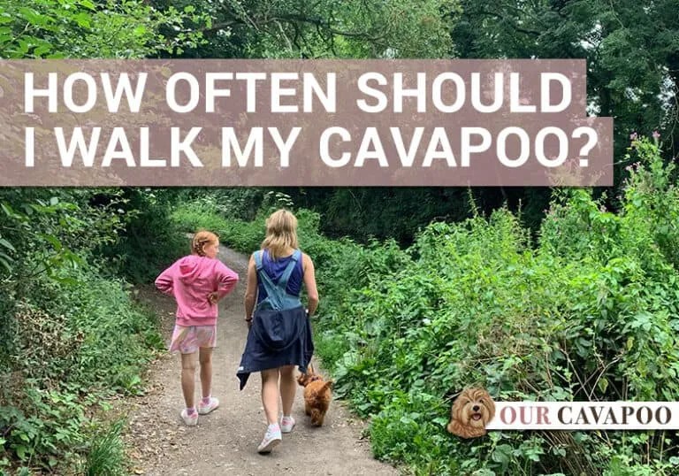 How often should I walk my Cavapoo? Our Cavapoo